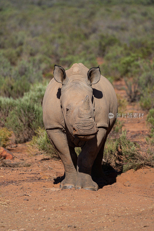 在美丽的南非，年轻的野生白犀牛在夏天闲逛