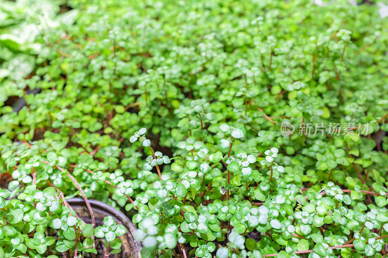 草木茂盛，树叶翠绿