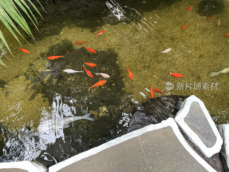 花园池塘的形象，金鱼鱼和锦鲤游泳在清澈的水特征旁边的天井铺装