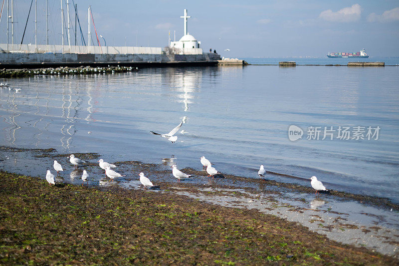 海鸥在海滨城市