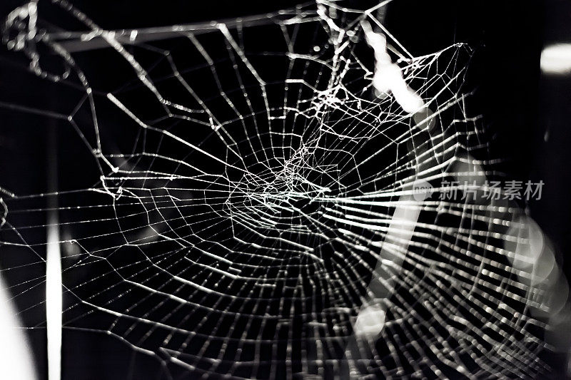 黑色背景充满了蜘蛛网