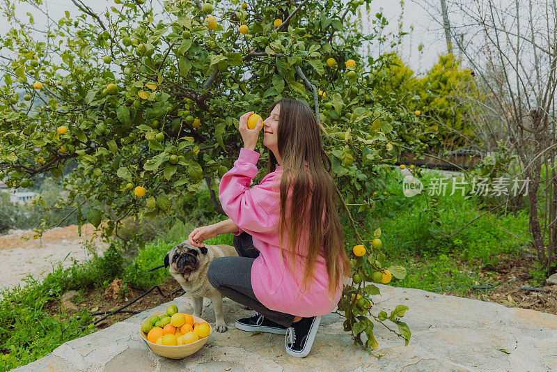 快乐的女人在粉红色的运动衫和狗在花园里收获柑橘类水果在土耳其