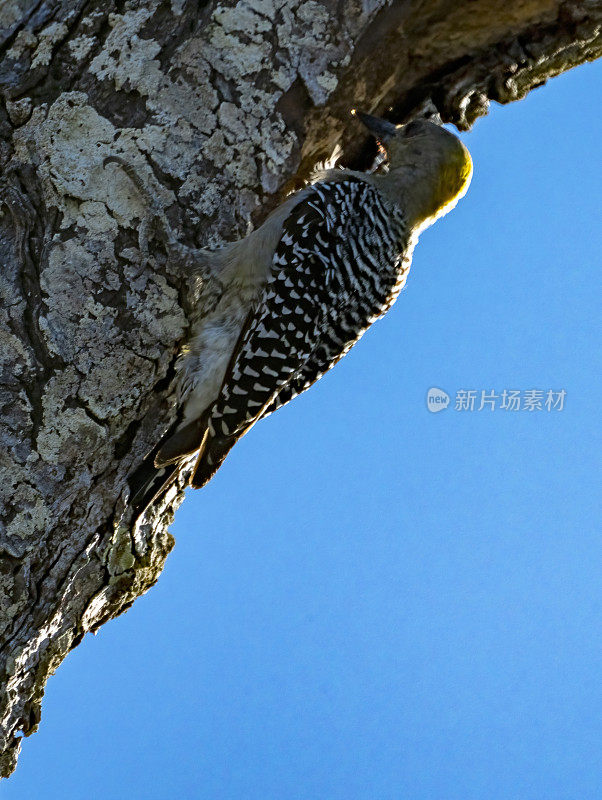 哥斯达黎加瓜纳卡斯特海滩上的一棵树上，一只雌性霍夫曼啄木鸟。