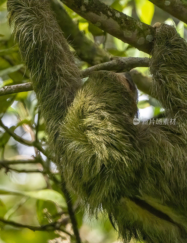 哥斯达黎加云雾森林里的三趾树懒