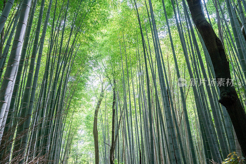 京都竹林的低角度