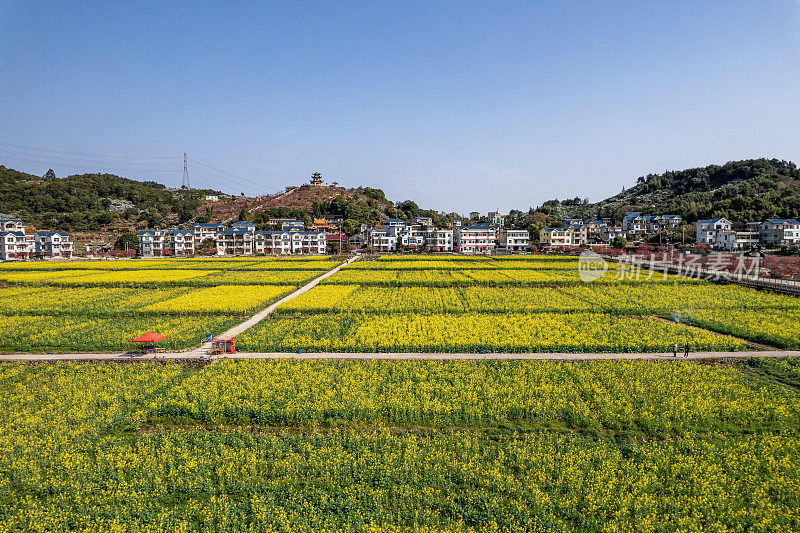 黄色的油菜花田在农村