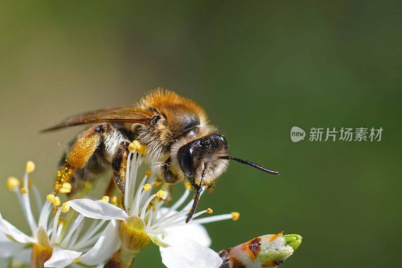 微距镜头，一只灰色的采矿蜜蜂从白色开花的黑刺李中饮用花蜜