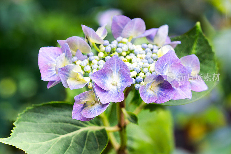 Hortensie