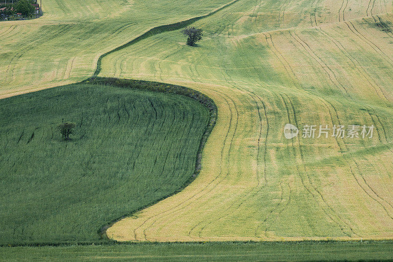 背景照片是一片半绿半黄的麦田