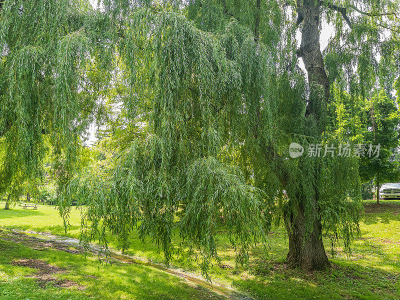 自然景观-城市公园与柳树