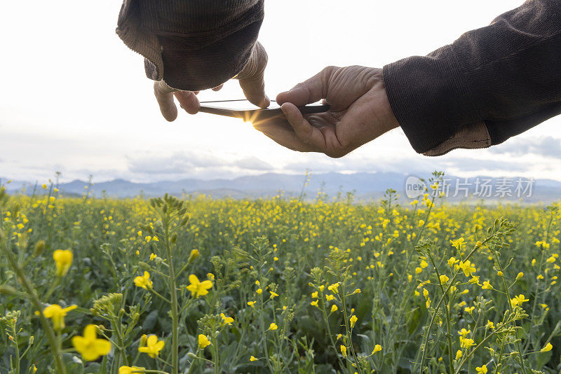 农民在油菜籽田里使用数码平板电脑，远处的山