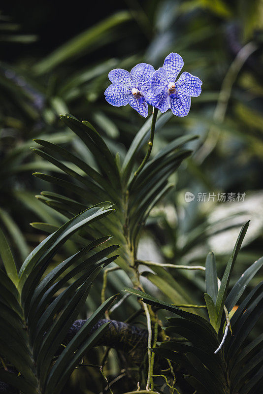 兰花的花