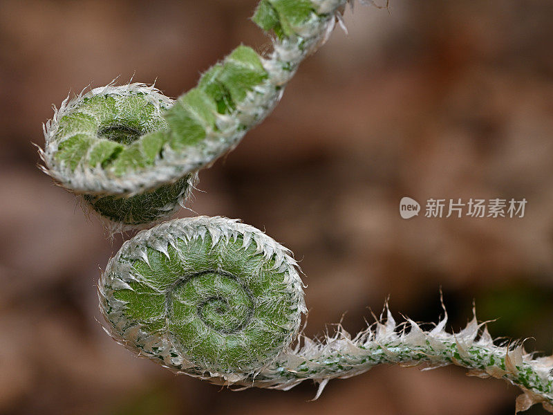 蕨类植物研究2