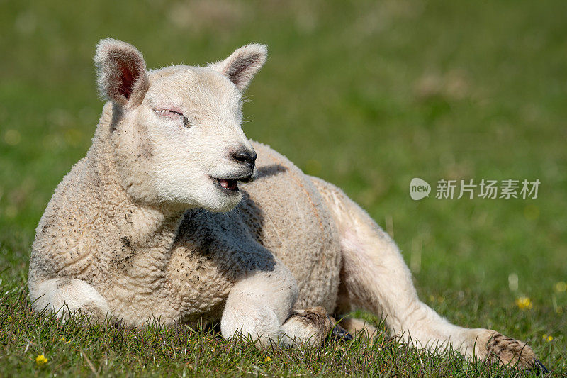 小羊张着嘴，在草地上晒太阳