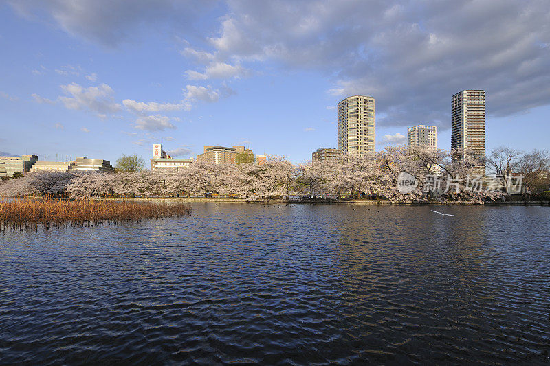 东京大东，清晨的樱花和清水湖