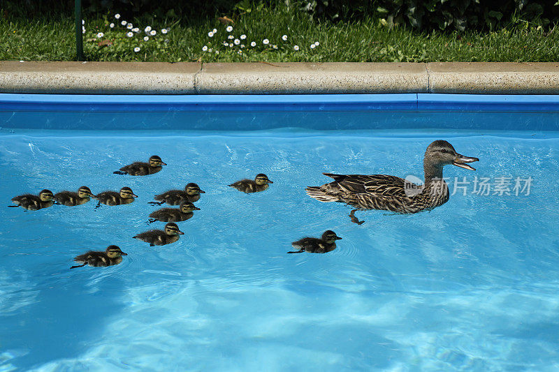 一只鸭子和十只小鸭子在院子里的池塘里游泳