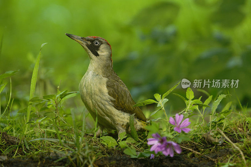 欧洲绿啄木鸟