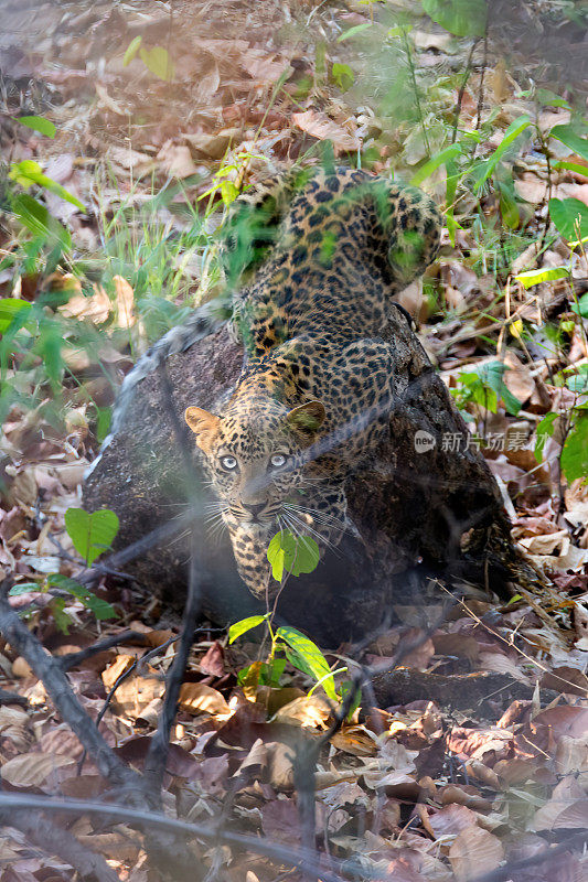 一只豹子藏在印度班德哈加尔国家公园的森林里