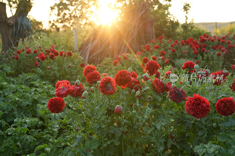 夕阳下的红色康乃馨