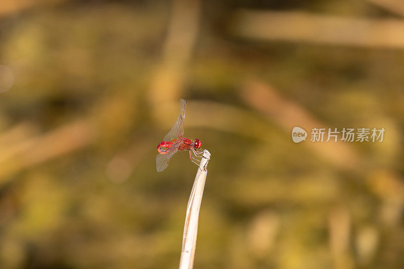 蜻蜓在植物上。