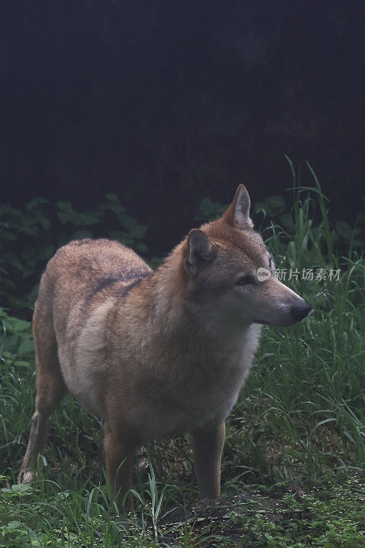 非常罕见，濒危和受威胁的物种喜马拉雅狼(犬狼疮)，遗传上与西藏狼和蒙古狼相同