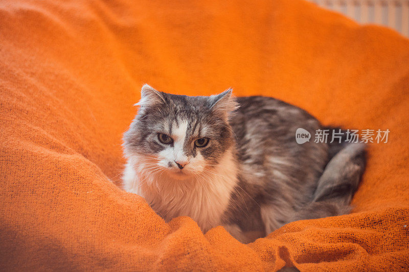 一只任性的布娃娃家猫躺在橙色的毯子里午睡。四条腿的懒惰。家里的宠儿