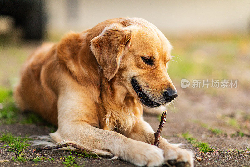 在温暖的午后阳光下，金毛猎犬拿着棍子的肖像。