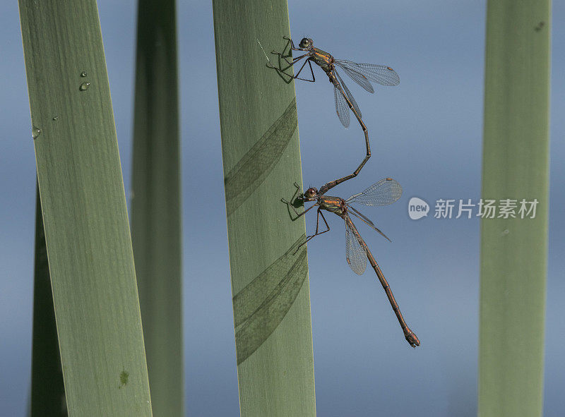 柳树翡翠豆娘在芦苇茎上。