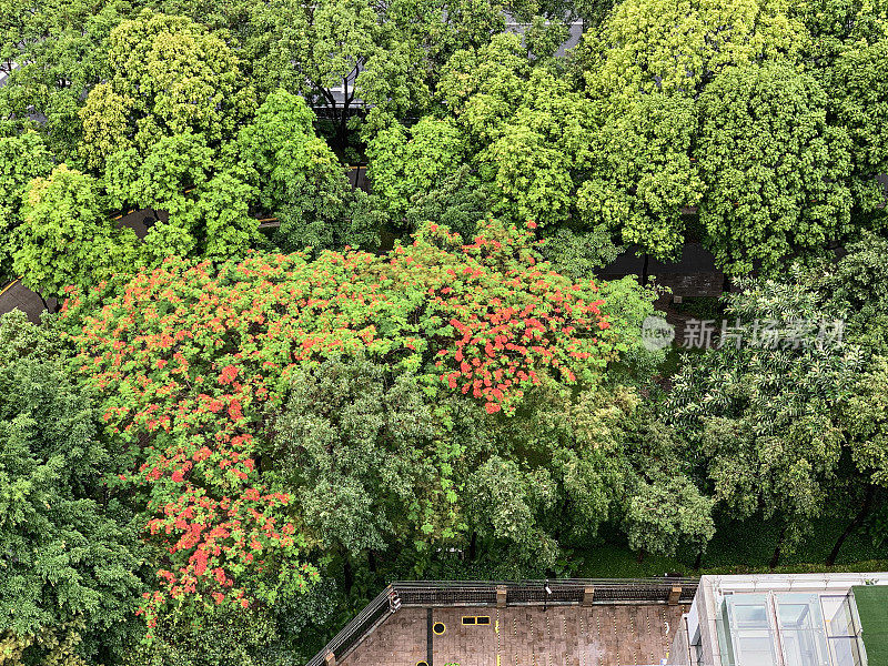 中国深圳市中心路边树冠的俯视视图