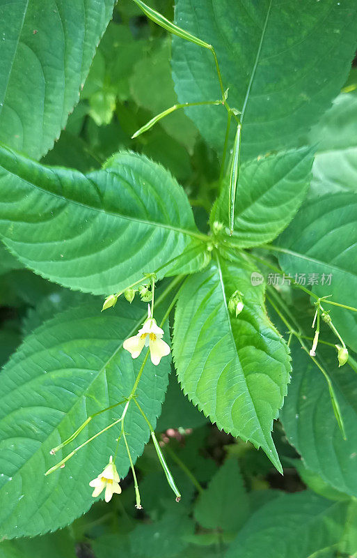 小香脂(凤仙花)