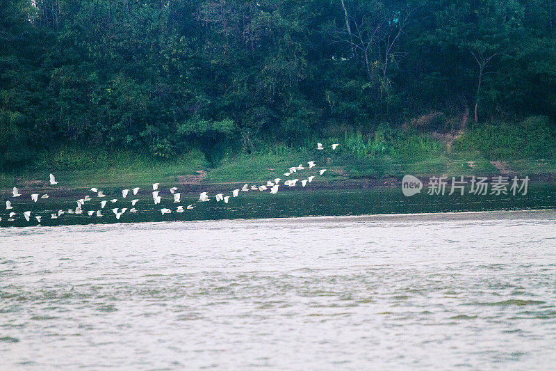 湄公河上低空飞行的泰国鹤群