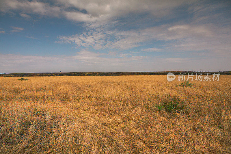 非洲肯尼亚热带稀树草原上的金色草地。