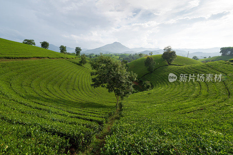 越南富寿省的龙芯茶山