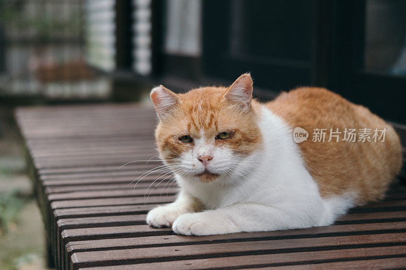 一只猫躺在日本房子的门廊上