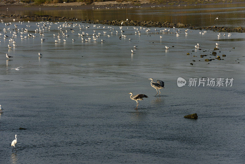 湿地苍鹭在夕阳下觅食