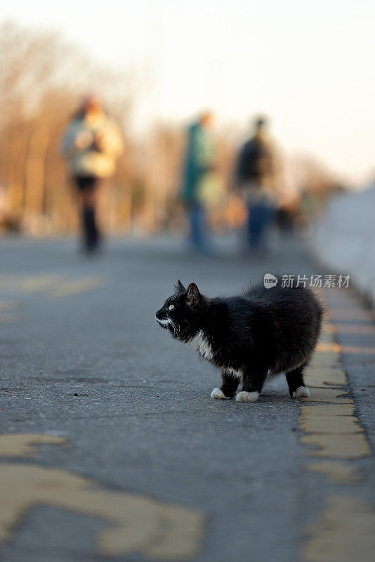 黑白相间的流浪猫。