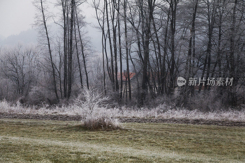 秋天的自然景观，霜冻的十一月天，草和树都结了霜