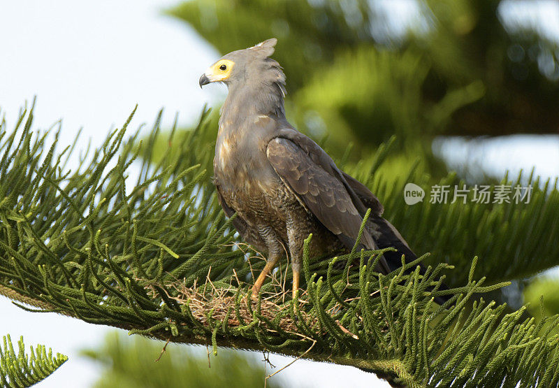 非洲Harrier-Hawk