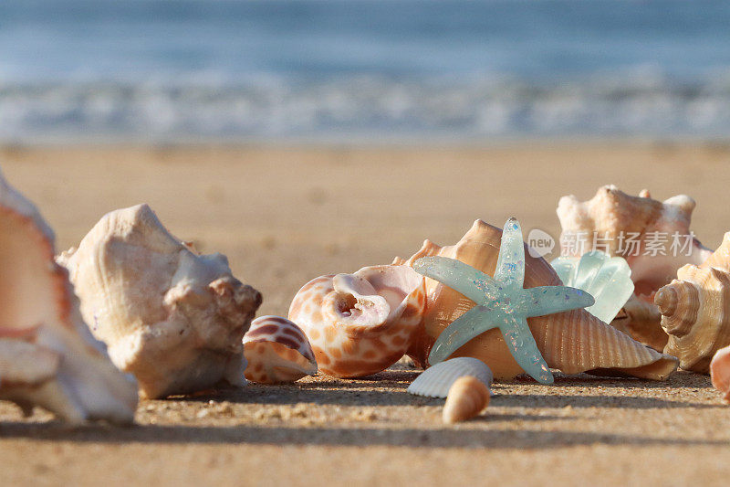 阳光明媚的沙滩上成堆的贝壳和海星，退潮时的破浪，大海和海岸线的特写图像，重点在前景，暑假和旅游的概念