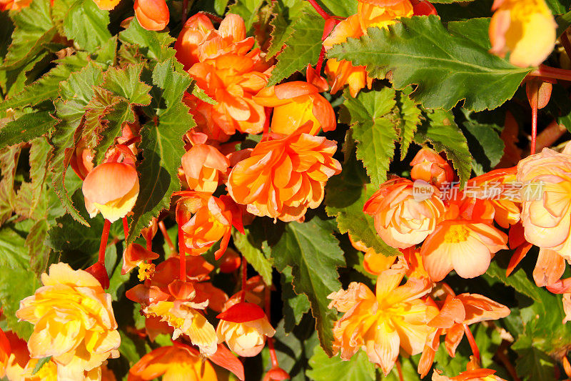 明亮美丽的橙色秋海棠在英国什罗普郡的什鲁斯伯里形成了一个可爱的夏季展示