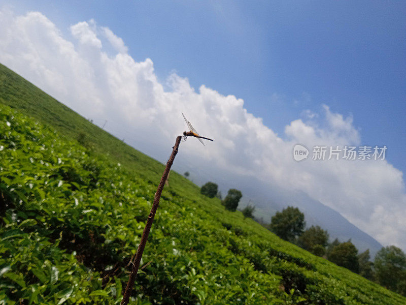 小树枝上的蜻蜓