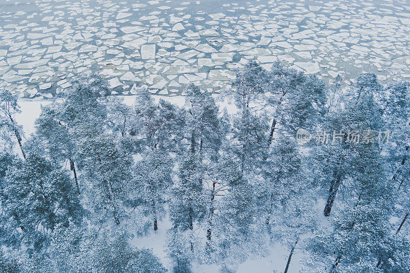 冬天爱沙尼亚的自然风光。海边有白雪覆盖的松树，大海有浮冰。