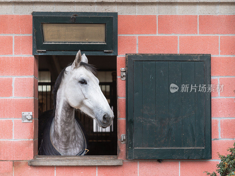 盒子里的马