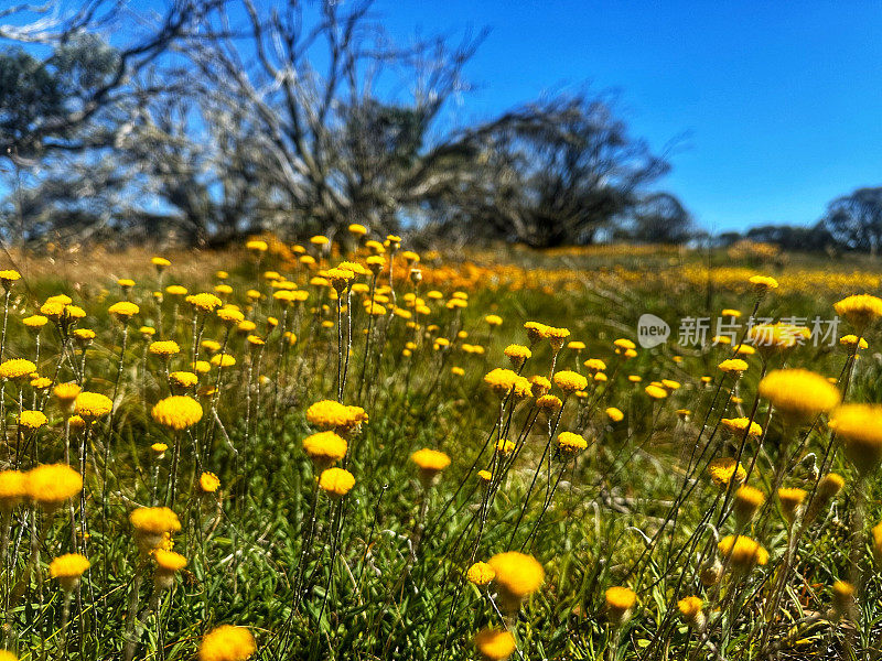 长满黄色野花和烧焦树木的草地