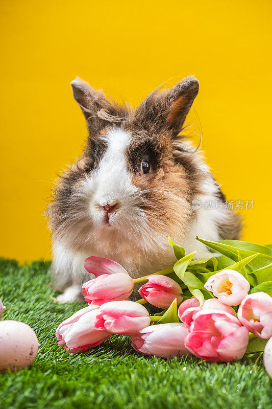 长着长毛的兔子站在郁金香和复活节彩蛋中间。