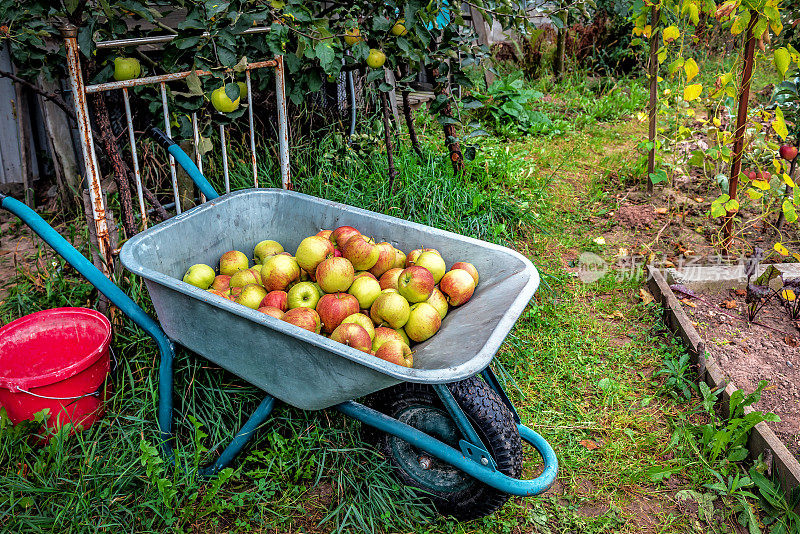 手推车里装满了熟苹果。秋天的收获