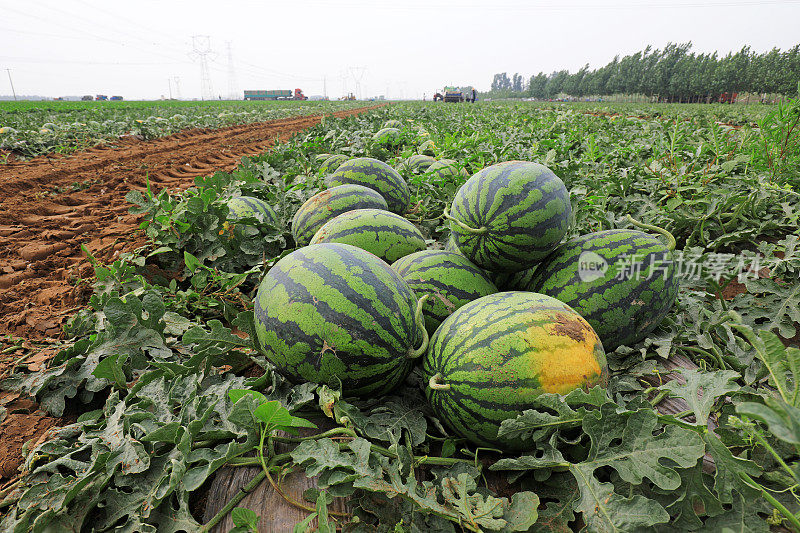 中国农民在田间收获西瓜