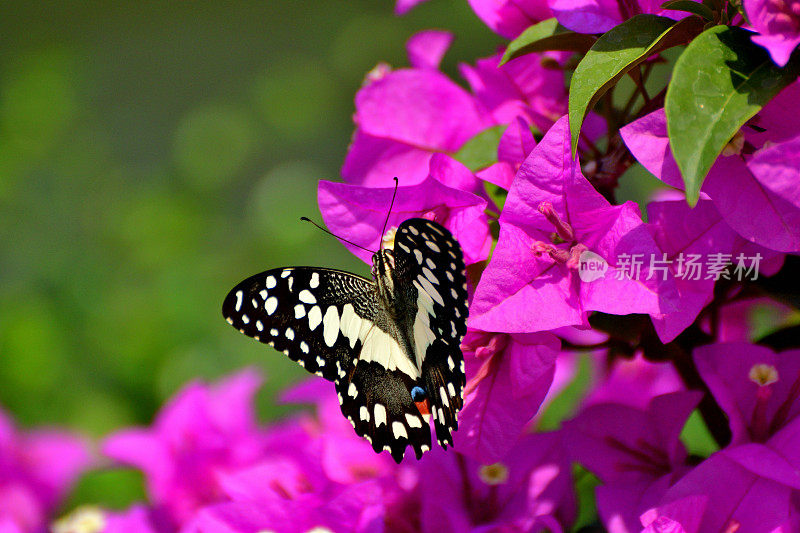 凤蝶，又称亚洲燕尾蝶，吸九重葛花蜜