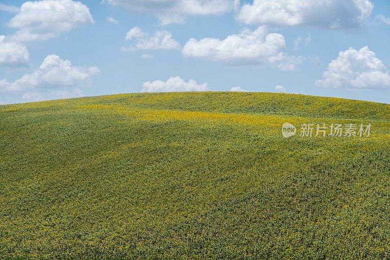 数以亿计的向日葵覆盖着山坡，充分展示了西班牙的农业