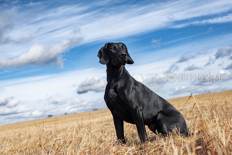 黑色拉布拉多猎犬的肖像在球场上盯着四周